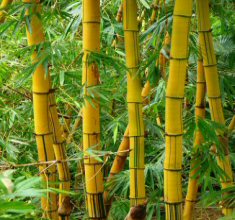 Bamboo plant symbolism. on chinese rugs 